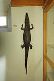 Krokodil på väggen på Biologiska museet, 2014-04-28
