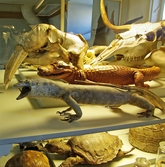 Uppstoppad ödla på Biologiska museet, 2014-04-28