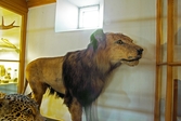 Uppstoppad lejonhane på Biologiska museet, 2014-04-28
