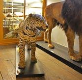 Uppstoppad jaguar på Biologiska museet, 2014-04-28