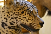 Jaguar på Biologiska museet, 2014-04-28