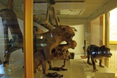 Apor på Biologiska museet, 2014-04-28