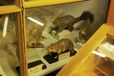 Uppstoppad hamster på Biologiska museet, 2014-04-28
