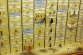 Insektsmonter på Biologiska museet, 2014-04-28