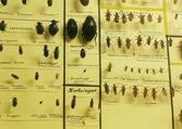 Insektsmonter på Biologiska museet, 2014-04-28