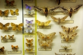 Fjärilar och svärmare på Biologiska museet, 2014-04-28