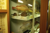 Uppstoppade fiskar på Biologiska museet, 2014-04-28