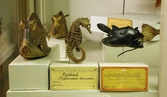 Hornmarulk från Maderia på Biologiska museet, 2014-04-28