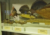 Uppstoppade fiskar på Biologiska museet,  2014-04-28