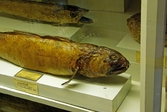 Havskatt på Biologiska museet, 2014-04-28