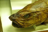 Kummel på Biologiska museet, 2014-04-28