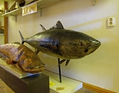 Mal och tonfisk på Biologiska museet, 2014-04-28
