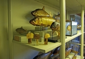 Fiskar och preparat på Biologiska museet, 2014-04-28