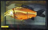 Karp i genomskärning på Biologiska museet, 2014-04-28