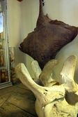 Rocka och ryggkota från val på Biologiska museet, 2014-04-28