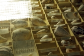Snäckor i monter på Biologiska museet, 2014-04-28