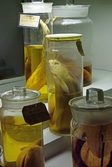 Fiskar på Biologiska museet, 2014-04-28