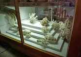 Snäckor och koraller på Biologiska museet, 2014-04-28