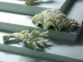 Snäckor och koraller på Biologiska museet, 2014-04-28