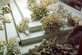 Snäckor och koraller på Biologiska museet, 2014-04-28