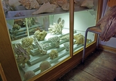 Snäckor och koraller på Biologiska museet, 2014-04-28
