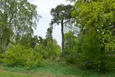 Vegetation på Stora kullen i Baronbackarna, 2016-05-19