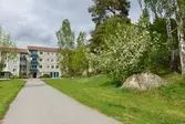 Blommande hägg vid Stora kullen i Baronbackarna, 2016-05-19