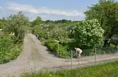 Alnängarnas koloniområde längs Oljevägen, 2016-05-24
