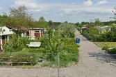 Alnängarnas koloniområde längs Oljevägen, 2016-05-24