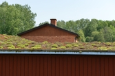 Gräsbevuxet tak vid Naturens Hus, Oljevägen 11, 2016-05-24