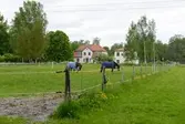 Hästgården Lundsro vid gamla Latorpsvägen2016-05-26