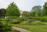 Plantering i Västra Rostaparken, 2016-06-01