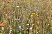 Blomsteräng i Tybbleparken, 2016-09-19