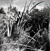 Växtlighet under högsommaren i Södra Sörby.