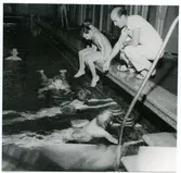 Västerås, kv. Nestor (nu kv. Dominikanklostret).
Simundervisning i Varmbadhuset av läraren Todde Söderkvist.