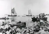 Två segelbåtar och små roddbåtar nära den steniga strandan i Ängelholm. En klunga män och pojkar står på bryggan ut till en förtöjd båt med ett par män. 
Bilden ingick i den av Albert Sandklef på Museet i Varberg ordnade pristävlingen om gamla hallandsbilder. (En del publicerade i boken 