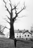 Närkes största ek vid Irvingsholm i Tysslinge, 1950-tal