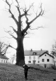 Närkes största ek vid Irvingsholm i Tysslinge, 1950-tal