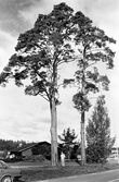 Den fridlysta Galgtallen i Åsbro i Lerbäck 1984