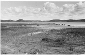 Strandvy från Forsbäck mot Kungsbacka och östra sidan av Kungsbackafjorden. Fotografiet är taget på midsommardagen 1959.