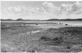 Strandvy från Forsbäck mot Kungsbacka och östra sidan av Kungsbackafjorden. Fotografiet är taget på midsommardagen 1959.