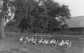 Dagsnäs i Fjärås. Flock med tamgäss i hage vid en långsträckt ekonomibyggnad i lummig miljö. Längs vägen ett staket av slanor.