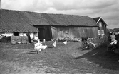 Lantgård nära Lindome vid vägen till Spårhaga. Vid portlidret står dasset på höger sida och till vänster kan ladugårdens djur gå ut i en fålla. Elledningar angör ladufasaden till höger sida och där ses bostadshusets gavel. Framför ladugården går en flock gäss.