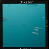 540/16 SAAB Saab-viggen Flygfoto, viggen i action för Know How II