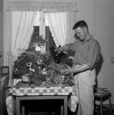 Det händer att blommor dör men gräsänklingen överlever. 
18 juli 1959.