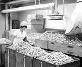 Tillverkning av Kola.