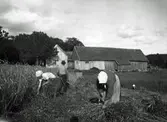 Skörd och upptagning av säd på Store-Hansa i Ulvatorp. Mannen går med lien och två kvinnor i hucklen knyter nekar. I bakgrunden ligger gården med bostadshus och uthuslängor med halmtak.