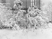 Snöbild av buskar. I bakgrunden syns borgmästare Johan H L Janssens hus,