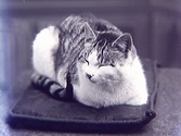 Foto av en katt som ligger och vilar på en dyna.