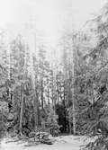 Milsten vid naturvårdsområde i Fellingsbro, 1970-tal